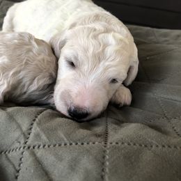 Poodle Puppies from Southern Standards