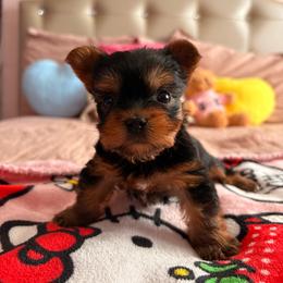 Mini - Blue and gold female Yorkshire Terrier puppy in Los Angeles, California from Munoz yorkies