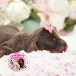Sage - Chocolate and tan female Dachshund puppy in Big Rapids, Michigan from 30 Acre Woods Dachshunds
