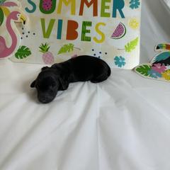 Black girl - Black female Dachshund puppy in Georgetown, Arkansas from Wyatt's Dachshunds
