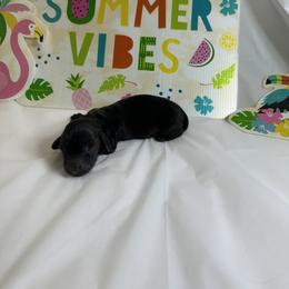Black girl - Black female Dachshund puppy in Georgetown, Arkansas from Wyatt's Dachshunds