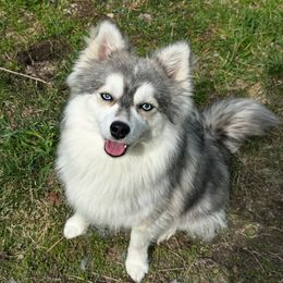 Kavik - Pomsky