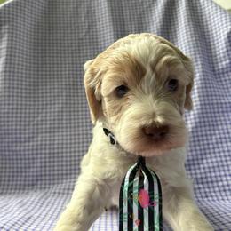 Waterloo - Cream male Labradoodle puppy in Camden, North Carolina from Oopsie Doodles of NC
