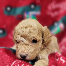 Lilly - Apricot female Goldendoodle puppy in Milwaukwe, Wisconsin from Wisconsin Doodles