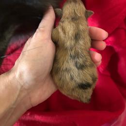 Bingo - Chocolate merle female Pomeranian puppy in Somerset, Kentucky from Perez Pomeranians