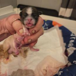 Nemo - Liver and white male Shih Tzu puppy in Cook County, Illinois from My Tzu Crew