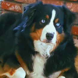 Stormy - Australian Shepherd