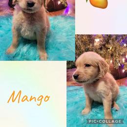 Mango - Dark golden male Golden Retriever puppy in Greensburg, Kentucky from Southern Springs Goldens