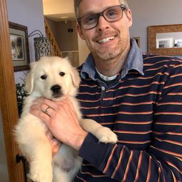 Golden Retriever, Goldendoodle, and Sheepadoodle Puppies from Farmstead 51