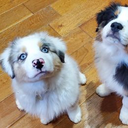 Australian Shepherd Puppies from Lynn Gregory - Blueridge Aussies