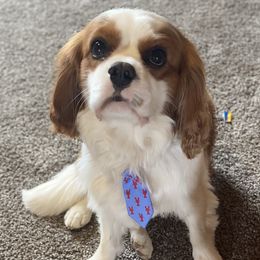 Fergus - Cavalier King Charles Spaniel