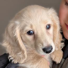 Girl 1 - Cream female Dachshund puppy in Danbury, New Hampshire from Maplewood Mountain Farm