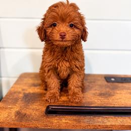 Pip - Red female Aussiedoodle puppy in Science Hill, Kentucky from Southern Paws Kennels