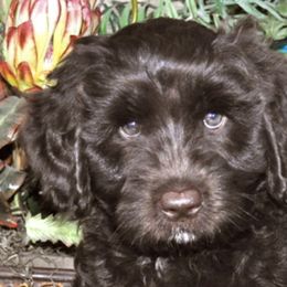 Australian Labradoodle Puppies from Leslie Kalwara