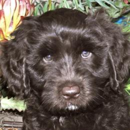 Australian Labradoodle Puppies from Leslie Kalwara