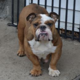 Elsa - Bulldog