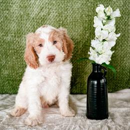 Snap Dragon (Snap) - Parti male Labradoodle puppy in Elizabeth City, North Carolina from Howdy Doodles