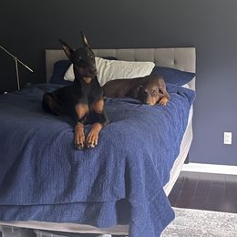 Doberman Pinscher All Grown Up from Vom Baecher Doberman
