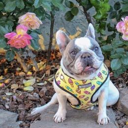 French Bulldogs from Tri County Frenchies