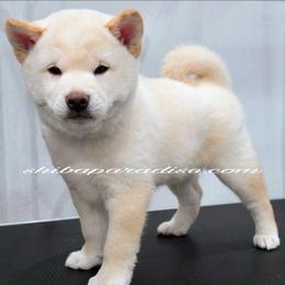 Milo - Cream male Shiba Inu puppy in Tualatin, Oregon from Shiba Paradise
