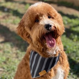 Bentley - Goldendoodle