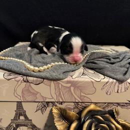 Kailani - Tri-color female Cavalier King Charles Spaniel puppy in Broken Arrow, Oklahoma from Cavalier King Charles Heartland