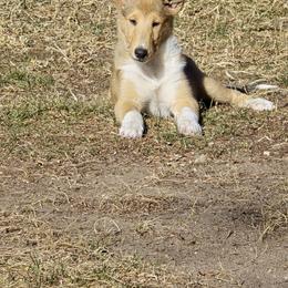 Collie puppies from Briar Oaks
