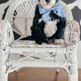 Chess - Black and white male Bernedoodle puppy in Otisville, Michigan from Danie’s Darling Doodles LLC