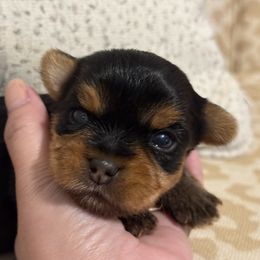 Boy - Black and tan male Yorkshire Terrier puppy in Maple Grove, Minnesota from Cuddle Wind Yorkies