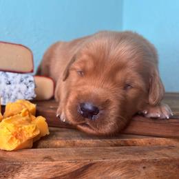 Cheddar - Dark golden male Golden Retriever puppy in Eustis, Florida from Earley Goldens