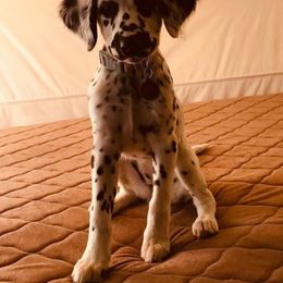 Dalmatian Puppies from Midnight Milkers Nubians