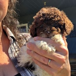 Poodle Puppies from Upper Echelon