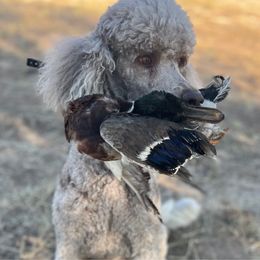 Everly - Poodle