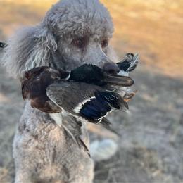 Everly - Poodle