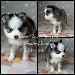 Santa Claus - Gray and white male Pomsky puppy in Rossville, Georgia from Scenic City Pomskies