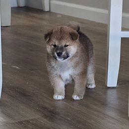 Shiba Inu Puppies from Diwasou
