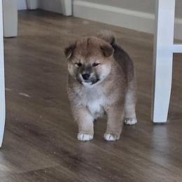 Shiba Inu Puppies from Diwasou