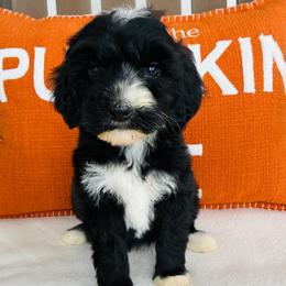 Bessie - Black female Goldendoodle puppy in Auburn, Indiana from Martin’s Doodles