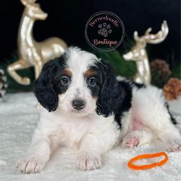 Orange boy - Tri-color male Bernedoodle puppy in Waukesha, Wisconsin from Bernedoodle Boutique (and Cavapoos)