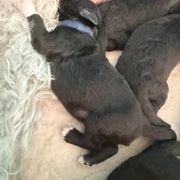 Bonaparte Born To Show - Blue male Bedlington Terrier puppy in San Jose, California from Barbos Heart