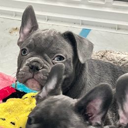 French Bulldogs from Long Island Frenchie