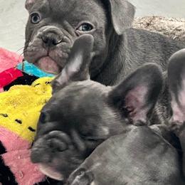 French Bulldogs from Long Island Frenchie