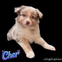 2nd Pick Red Merle Female - Red merle female Australian Shepherd puppy in Gainesville, Texas from Lady Luck Aussies