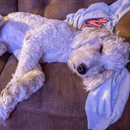 Rizzo - Double Doodle