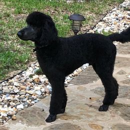 Goldendoodle, Labradoodle, and Poodle All Grown Up from Sugar Fig Kennel