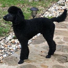 Goldendoodle, Labradoodle, and Poodle All Grown Up from Sugar Fig Kennel