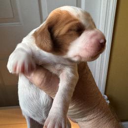 Sara - Orange and white female Brittany puppy in Elko, Georgia from HillTop Brittany Kennel