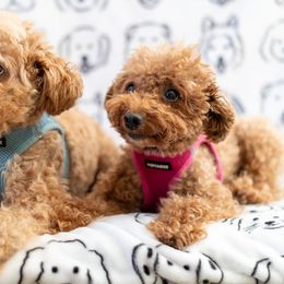 Poodle All Grown Up from Teddy Bear Poodles