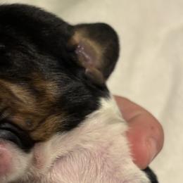 Basset Hounds from Tiny Acre Cattle Co