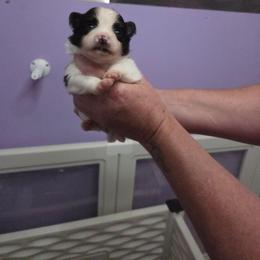 Willows black parti - Black parti male Pomeranian puppy in Maplefalls, Washington from Snow peak poms